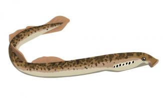 Lamproie fluviatile